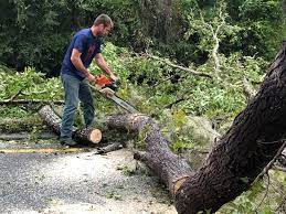 How Our Tree Care Process Works  in  Lewiston, CA